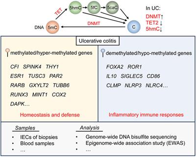 Frontiers | Epigenetic regulation and therapeutic strategies in